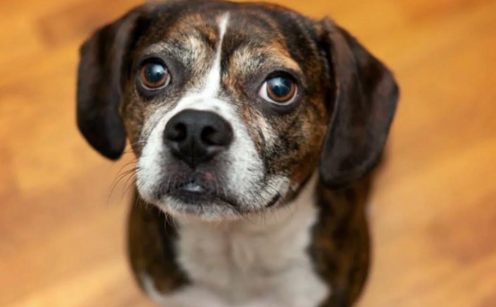 boggle dog- nature, diet, habitat and behavior