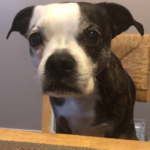 boglen terrier- reproduction, social behaviour and nature