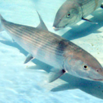 bonefish animal appearance features