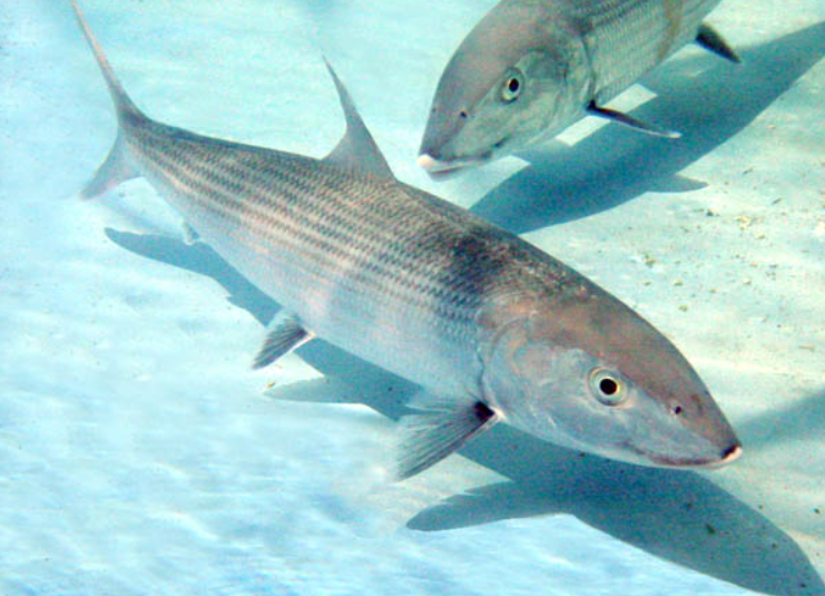 bonefish animal appearance features