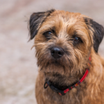 border terrier dog - features, appearance, diet and behaviour
