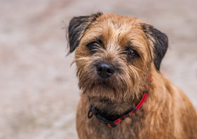 border terrier dog - features, appearance, diet and behaviour