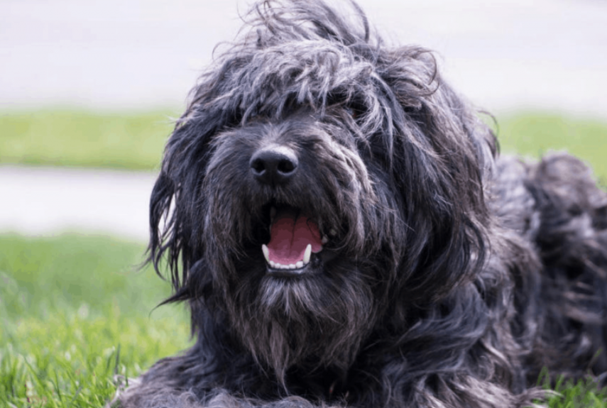 bordoodle dog - features, appearance, diet and behaviour