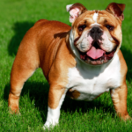 english bulldog: characteristics and features