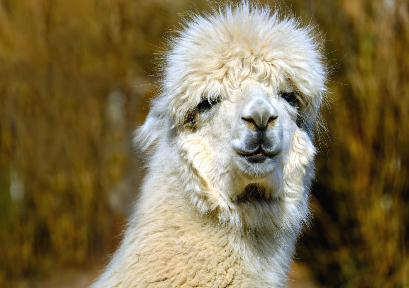 Alpaca life history characteristics