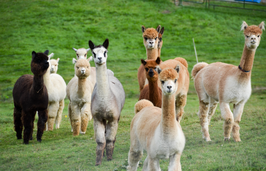 Alpacas body characteristics and features