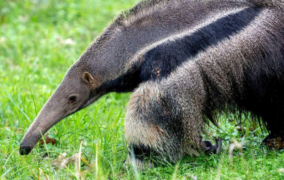 Anteaters body characteristics and features