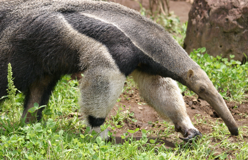 Anteaters body characteristics and habitat