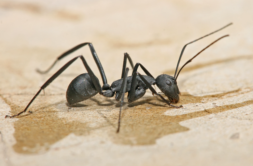 Ants body characteristics and features