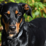 Beauceron dog body characteristics and features