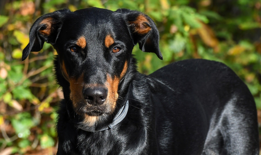 Top 10 Facts about Beauceron dog