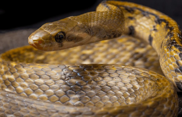 Beauty rat snake facts and features