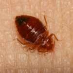 Bed Bugs body characteristics and features