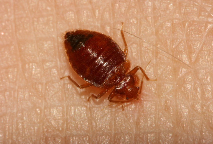 Bed Bugs body characteristics and features