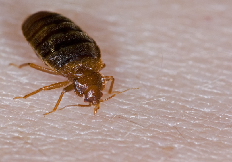 Bed Bugs insects facts and features