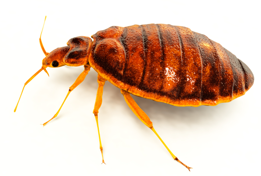 Bed bug facts and features