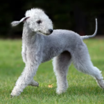 Bedlington Terrier dog body characteristics and features