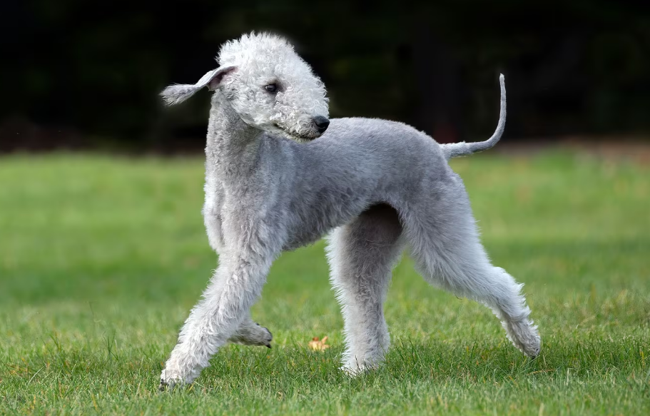 Bedlington Terrier dog body characteristics and features