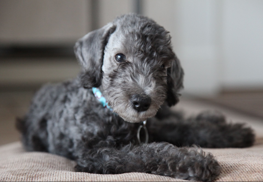 Bedlington Terrier facts and features