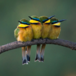 Bee-eater Bird body characteristics and features