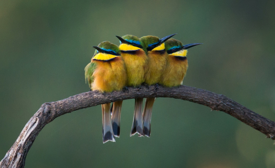 Top 10 Facts about Bee-Eater Bird