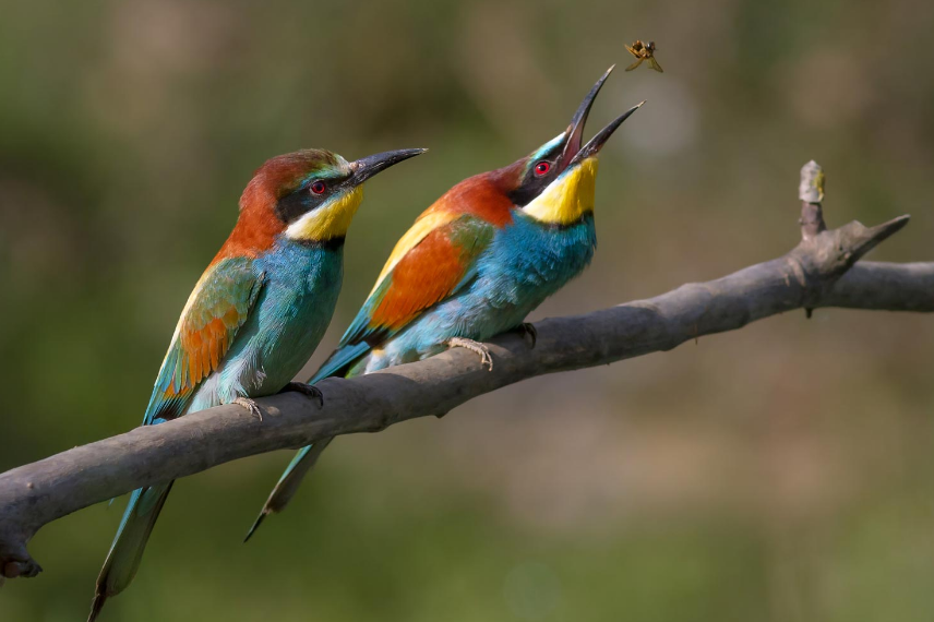 Bee-eater Bird physical features and habitat