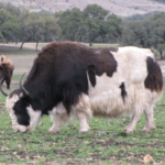 Beefalo life history characteristics