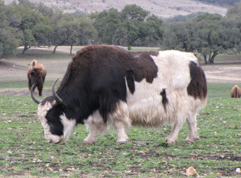 Top 10 Facts about Beefalo Cattle