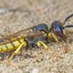 Beewolf wasp insect body characteristics and features