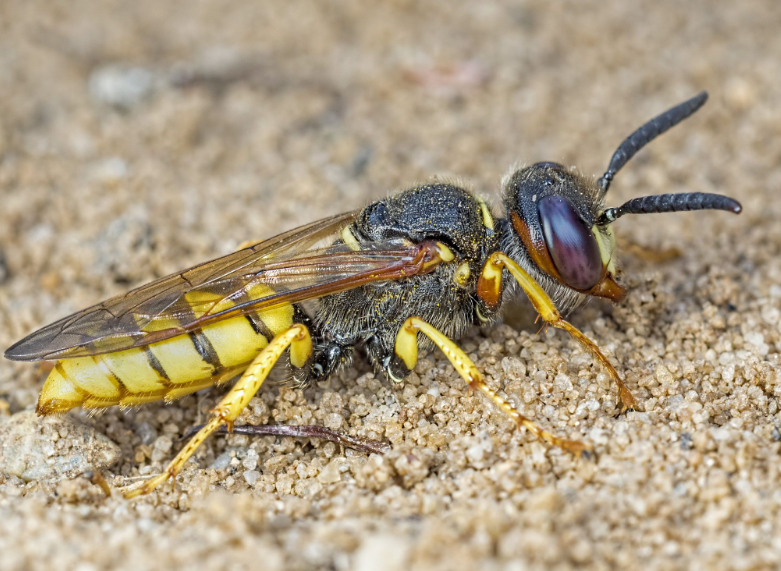 Beewolf wasp insect body characteristics and features