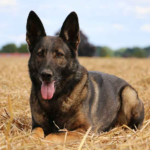 Belgian Malinois Mix Dog body characteristics and features