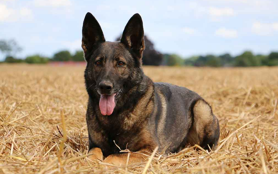 Belgian Malinois Mix Dog body characteristics and features