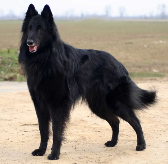 Belgian Sheepdog body characteristics and features