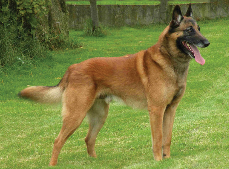 Top 10 Facts about Belgian Shepherd Dog