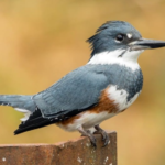 Belted Kingfisher Bird body characteristics and features
