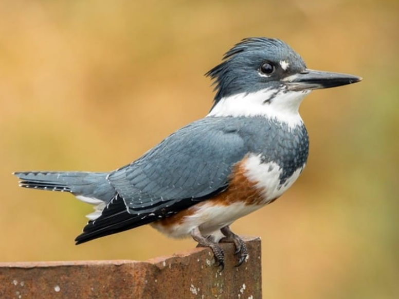 Top 10 Facts about Belted Kingfisher Bird