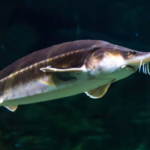 Beluga Sturgeon Fish body characteristics and features