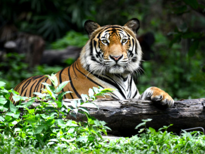 Bengal Tiger body characteristics and features