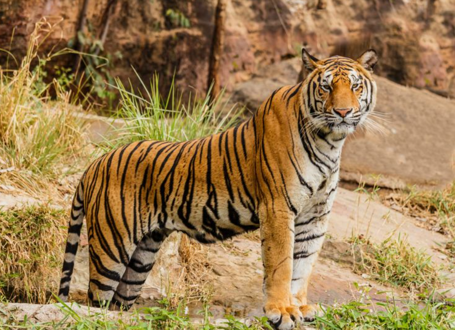 Bengal Tiger life history characteristics