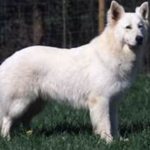 Berger Blanc Suisse body characteristics and features