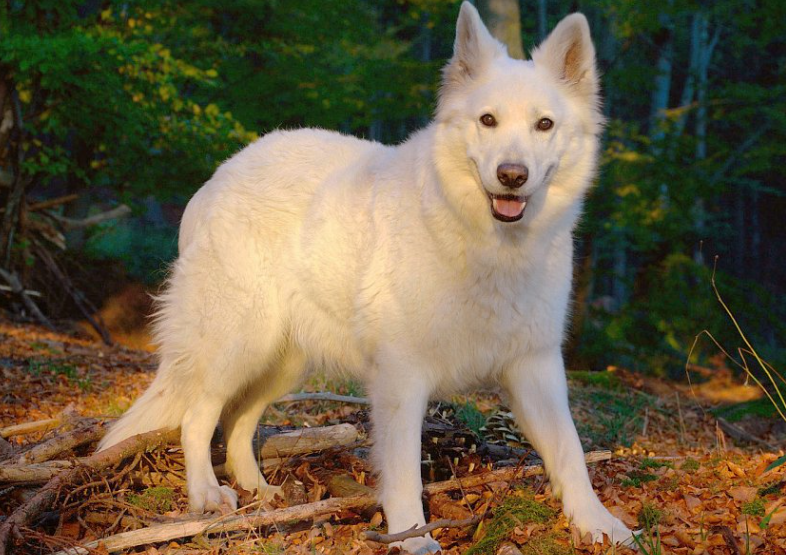 Berger Blanc Suisse life history characteristics