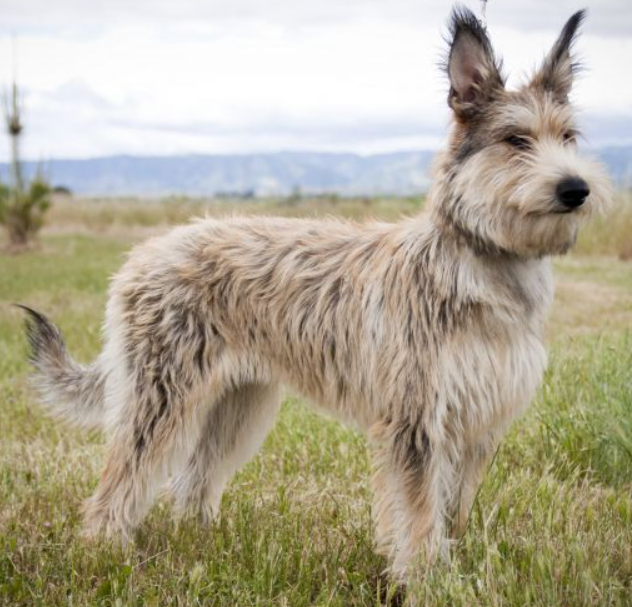 Berger Picard Dog characteristics and features