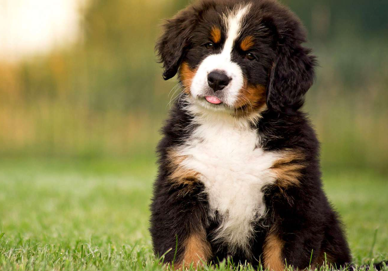 Bernese Mountain Dog body characteristics and features