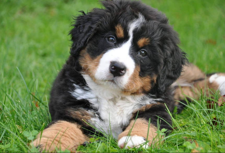 Bernese Mountain Dog life history characteristics