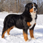 Bernese Mountain Dog physical features and habitat