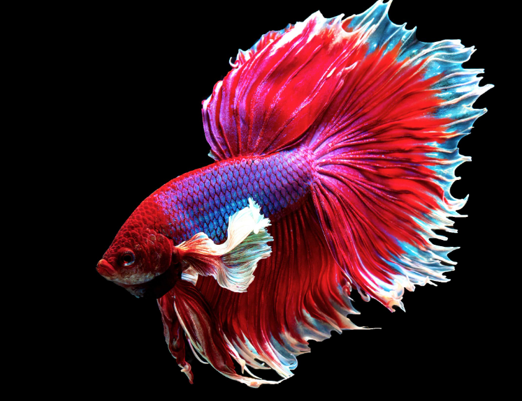 Betta fish body characteristics and features