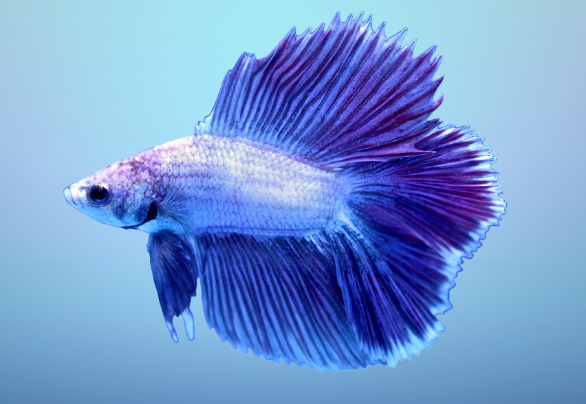 Betta fish facts and features