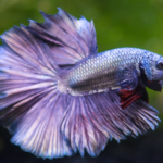Betta fish physical characteristics