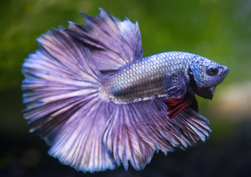 Top 10 Facts about Betta Fish