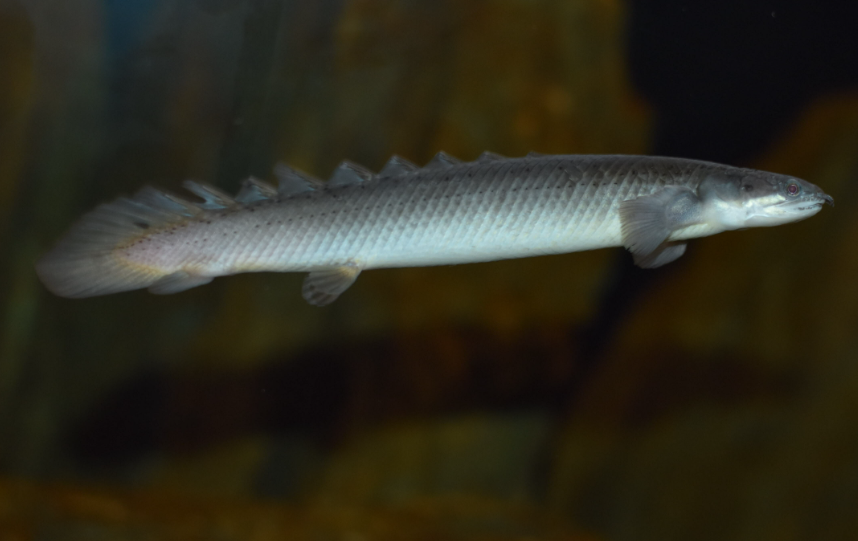 Bichir body facts and habitat